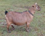 Kinder Goat | Goat | Goat Breeds