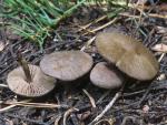 Nolanea verna var. isodiametica - Fungi Species | sokos jishebi | სოკოს ჯიშები