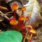 Mycena californiensis - fungi species list A Z