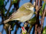 Arctic Warbler - Bird Species | Frinvelis jishebi | ფრინველის ჯიშები