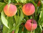 Ernies Choice - Peach Species | ATMIS JISHEBI | ატმის ჯიშები