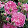 Harlow Carr
