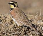 Horned Lark - Bird Species | Frinvelis jishebi | ფრინველის ჯიშები