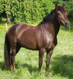 Arravani Horse | Horse | Horse Breeds