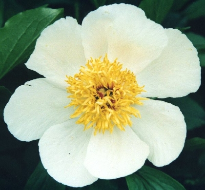 Early Star