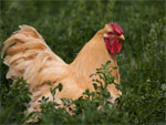 Wyandotte | Chicken | Chicken Breeds