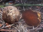 Hymenogaster sublilacinus - Fungi Species | sokos jishebi | სოკოს ჯიშები