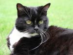 Bicolor | Cat | Cat Breeds