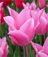 China Pink