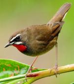 Siberian Rubythroat - Bird Species | Frinvelis jishebi | ფრინველის ჯიშები