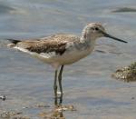 Common Greenshank - Bird Species | Frinvelis jishebi | ფრინველის ჯიშები
