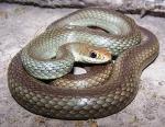 Coluber constrictor oaxaca - Mexican Racer | Snake Species