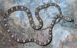 Trimorphodon lyrophanes - California Lyresnake - Snake Species | Gveli | გველი
