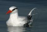 Red-billed Tropicbird - Bird Species | Frinvelis jishebi | ფრინველის ჯიშები