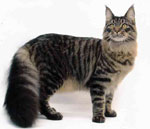 Maine Coon | Cat | Cat Breeds