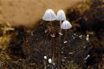 Coprinopsis ephemeroides - Fungi Species