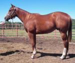 Appendix Quarter Horse | Horse | Horse Breeds
