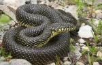 Lampropeltis getula holbrooki - Speckled Kingsnake | Snake Species