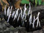 Xylaria hypoxylon - Fungi Species | sokos jishebi | სოკოს ჯიშები