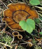 Coltricia perennis - fungi species list A Z