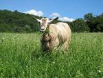 Bionda dell'Adamello Goat - Goats Breeds | txis jishebi | თხის ჯიშები