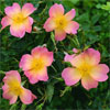 The Alexandra Rose 
