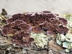 Hirschioporus abietinus: Trichaptum abietinum - Fungi Species