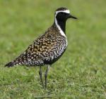 Pacific Golden-Plover - Bird Species | Frinvelis jishebi | ფრინველის ჯიშები