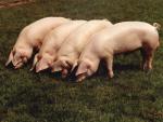 British Lop | Pig | Pig Breeds