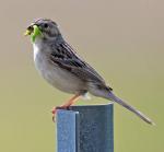 Clay-colored Sparrow - Bird Species | Frinvelis jishebi | ფრინველის ჯიშები