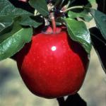 Red Winesap - Apple Varieties list a - z  