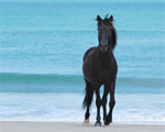 Colonial Spanish | Horse | Horse Breeds