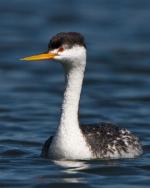 Clark's Grebe - Bird Species | Frinvelis jishebi | ფრინველის ჯიშები