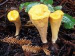 Clavariadelphus truncatus - fungi species list A Z
