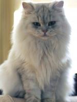 British Longhair | Cat | Cat Breeds