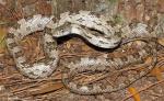 Pantherophis spiloides - Gray Ratsnake | Snake Species