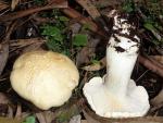 Leucopaxillus albissimus - Fungi Species