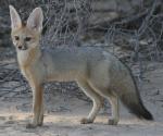 Blanford's Fox - fox species | melias jishebi | მელიას ჯიშები