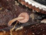 Strobilurus diminutivus - fungi species list A Z