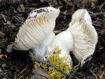 Hygrophorous subalpinus - fungi species list A Z