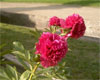 Angelo Cobb Freeborn -                                                                                                                 Peonies Varieties | PIONI | პიონი