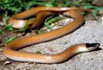 PLAINS BLACK-HEADED SNAKE  <br />Tantilla nigriceps | Snake Species