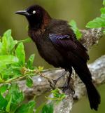 Common Grackle - Bird Species | Frinvelis jishebi | ფრინველის ჯიშები