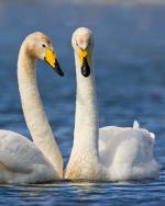 Whooper Swan - Bird Species | Frinvelis jishebi | ფრინველის ჯიშები