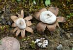 Geastrum floriforme - Fungi Species | sokos jishebi | სოკოს ჯიშები