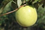 Shizuka - Apple Varieties list a - z  