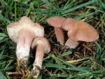 Calocybe carnea - fungi species list A Z