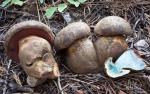 Boletus haematinus - fungi species list A Z