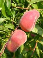 NJF 18 | Peach Species 