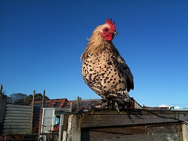 Booted Bantam - chicken Breeds | ქათმის ჯიშები | qatmis jishebi